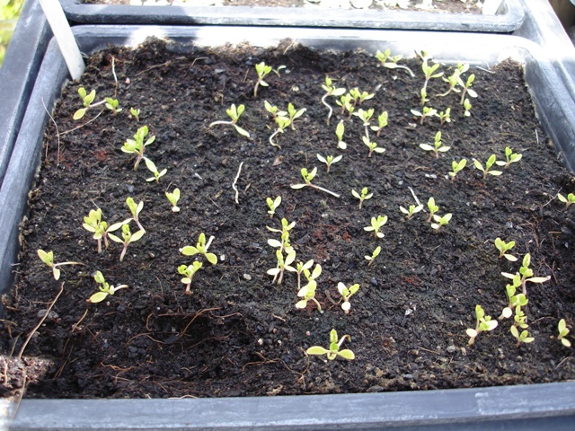 Grochar seedlings 002.JPG
