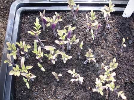 Grochar seedlings 005.JPG