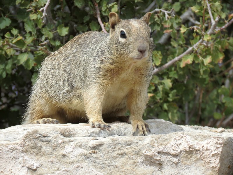 Ground Squirrel arizona.JPG
