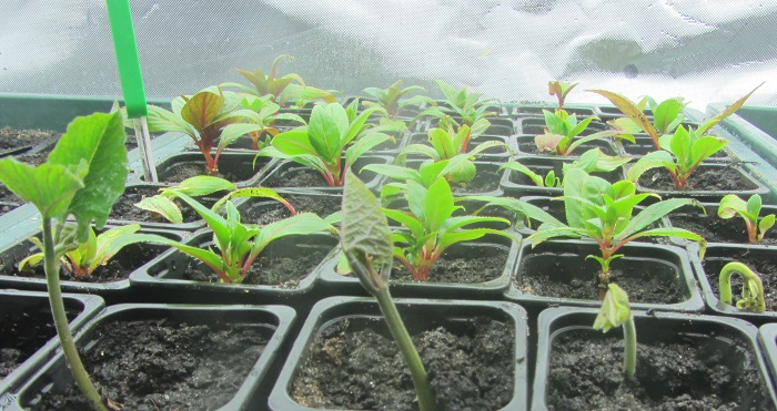 growbox 10.12.14.jpg