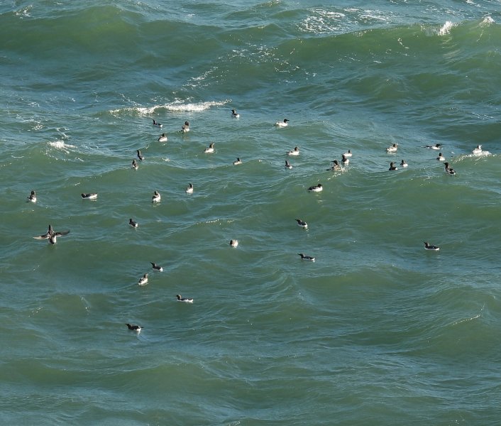 Guillemots (9).JPG