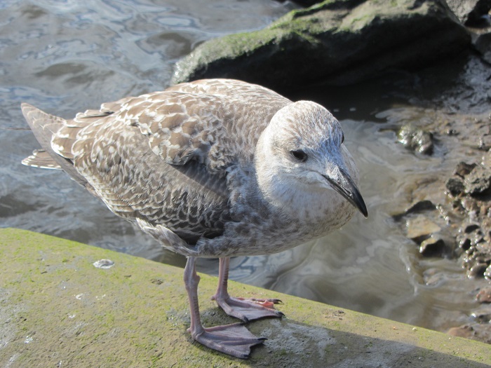 gull on pipe.jpg