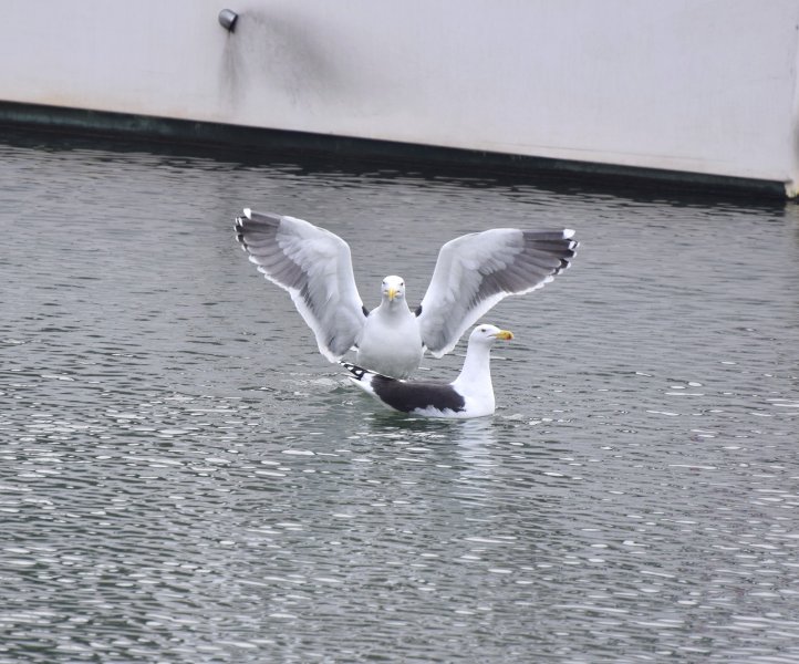Gulls 2.jpg