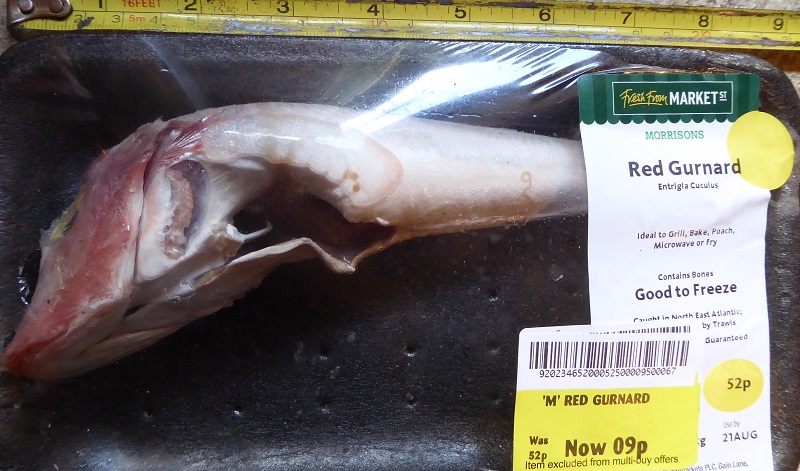 gurnard.jpg