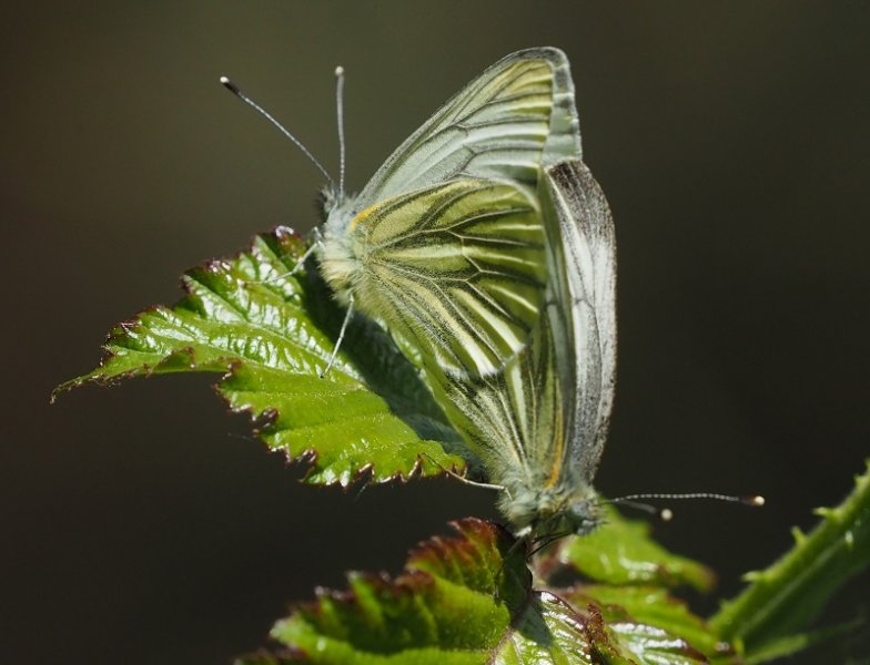 gv white 2020 mating x2.jpg