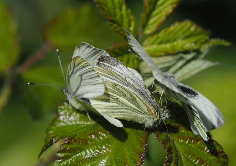 gv white 2020 mating x3.jpg