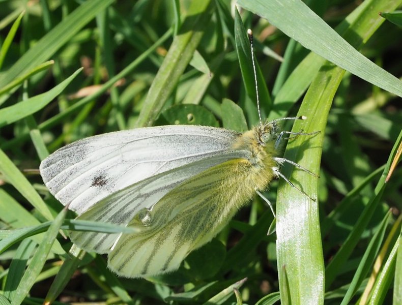 gv white butterfly.jpg
