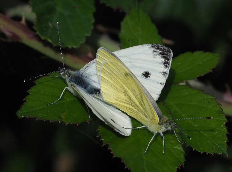 gv whites mating.jpg