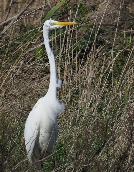 GW Egret bad hair.jpg