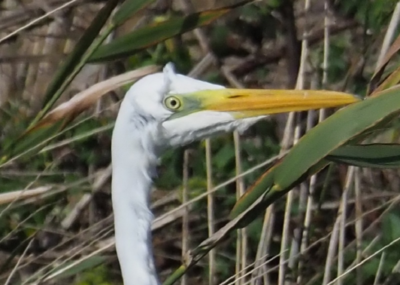 GW Egret bad hair2.jpg