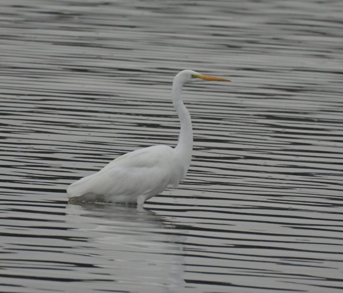 gwe 1.JPG