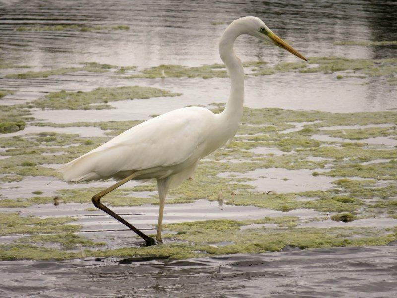 GWE 2.JPG