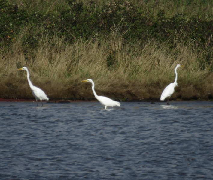 GWE 5.JPG