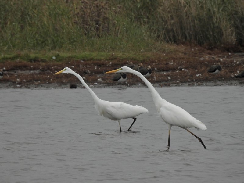 gwe fish 4.JPG