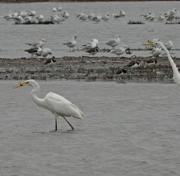 gwe fish 6.JPG