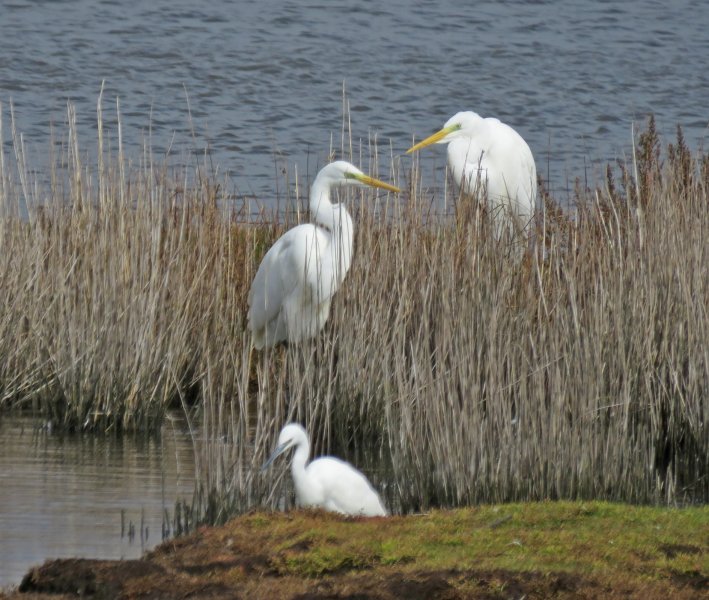 GWE.JPG