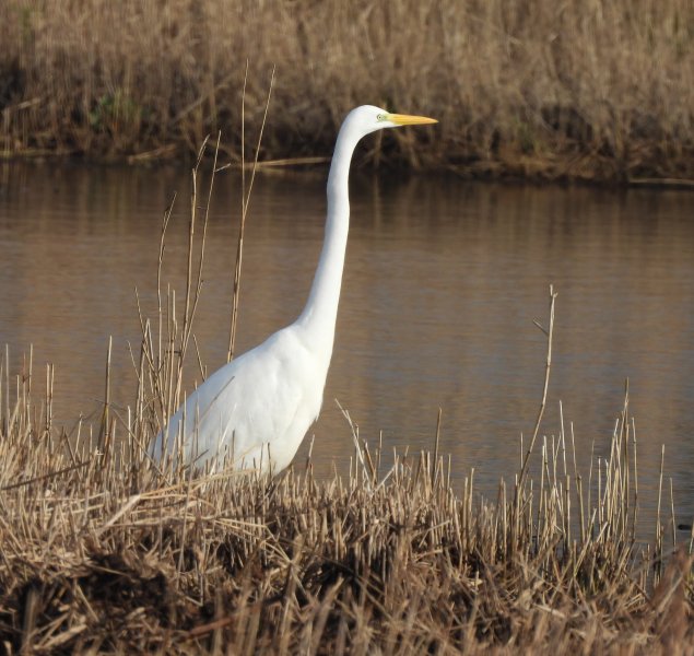 gwe.JPG