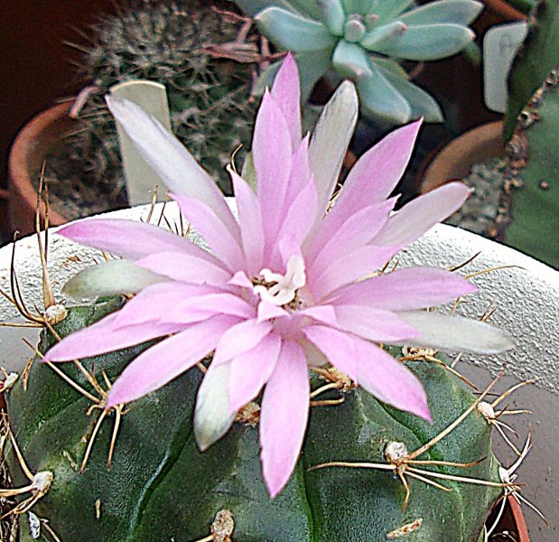 Gym. stenopleurum.JPG