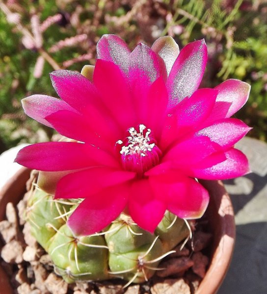 Gymnocalycium baldianum.jpg