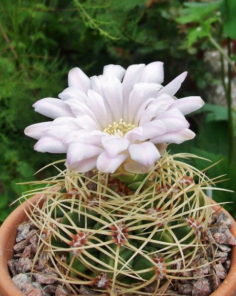 Gymnocalycium monvillei (2).jpg