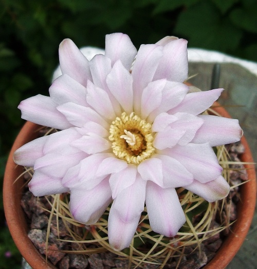 Gymnocalycium monvillei.jpg