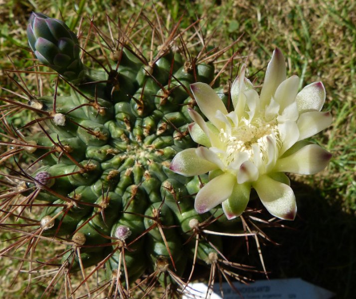 Gymnocalycium schickendantzii.JPG