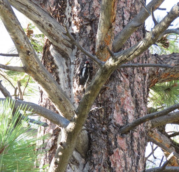 Hairy Woodpecker 1.JPG