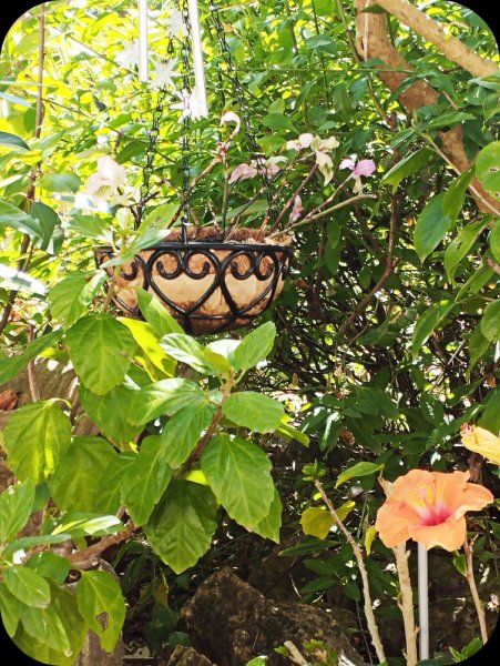 Hanging Basket 23 May 25.jpg