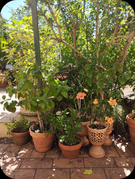 Hanging Basket1 23 May 25.jpg