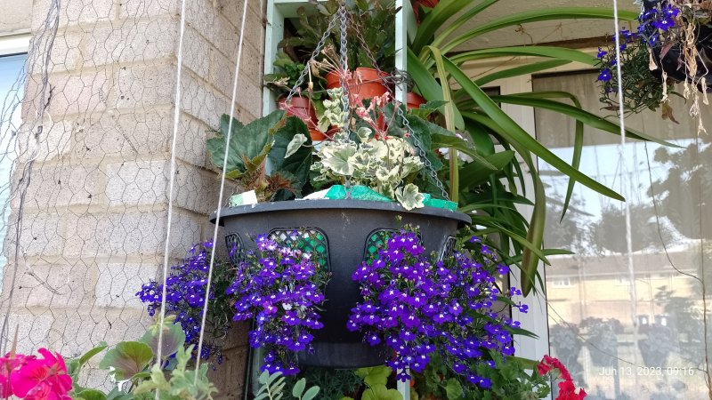 Hanging baskets seen from outside of balcony 13th June 2023 005.jpg