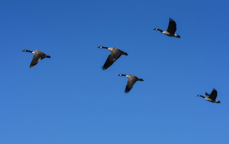 Harbingers of spring.jpg