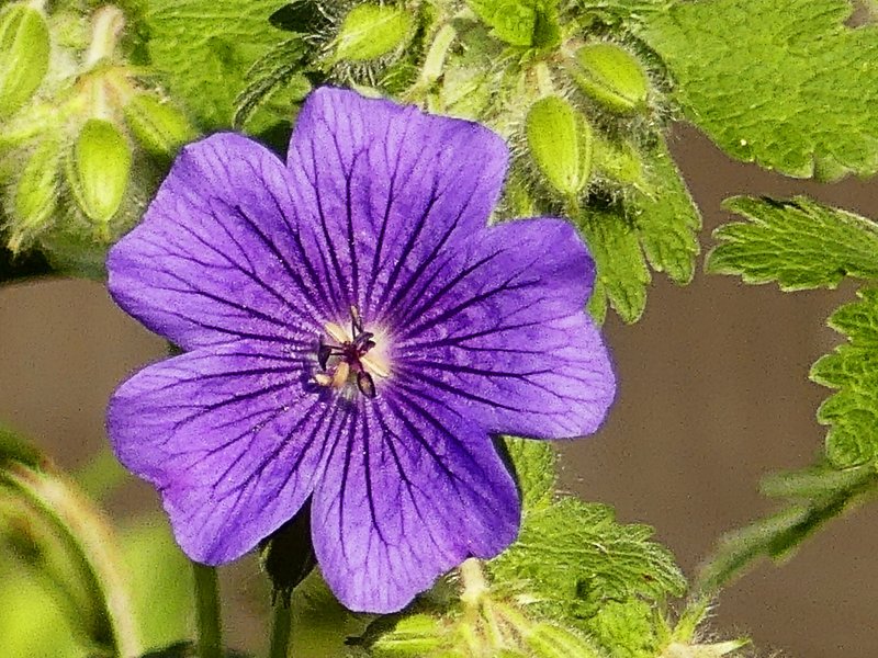 Hardy geranium.JPG