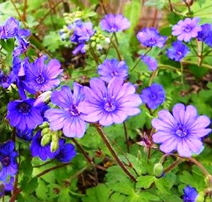 HARDY GERANIUM_BILL WALLIS.jpg