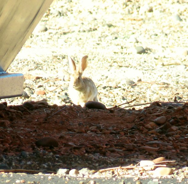 Hare (3).JPG