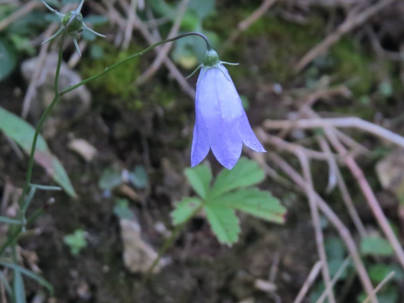 harebell.JPG