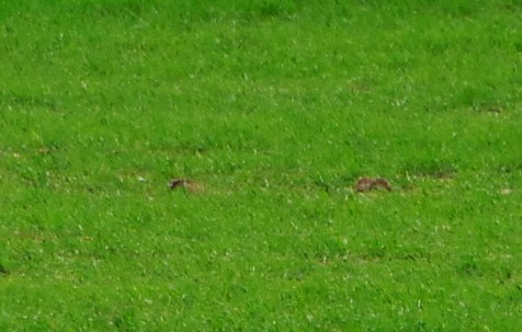 hares zoomed.jpg