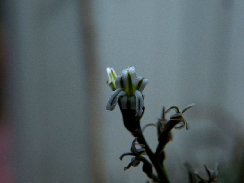 Haworthia attenuata 2.JPG