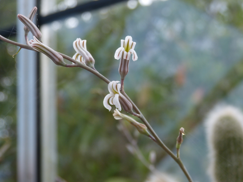 Haworthia attenuata .JPG