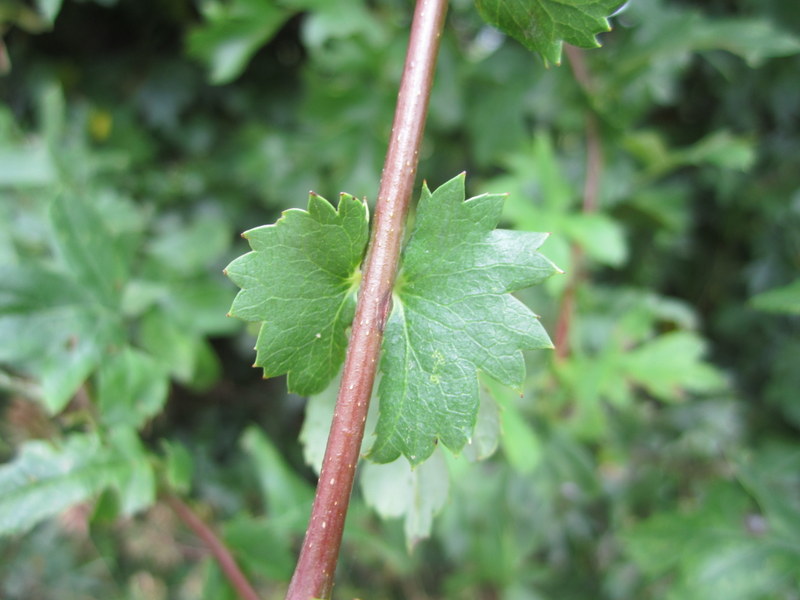 HAWTHORN 05-Aug-10 12-57-02 PM.JPG