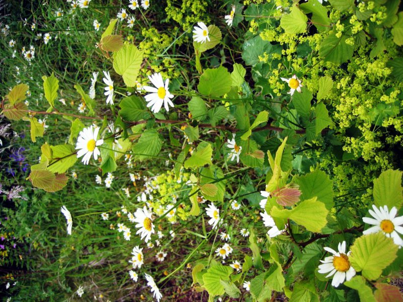 Hazel _ 0xeye daisy and  Alchemilla Ladys mantle.jpg