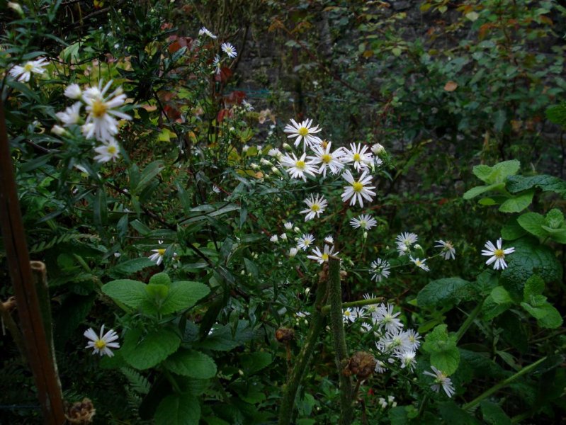 Heath Asters.JPG