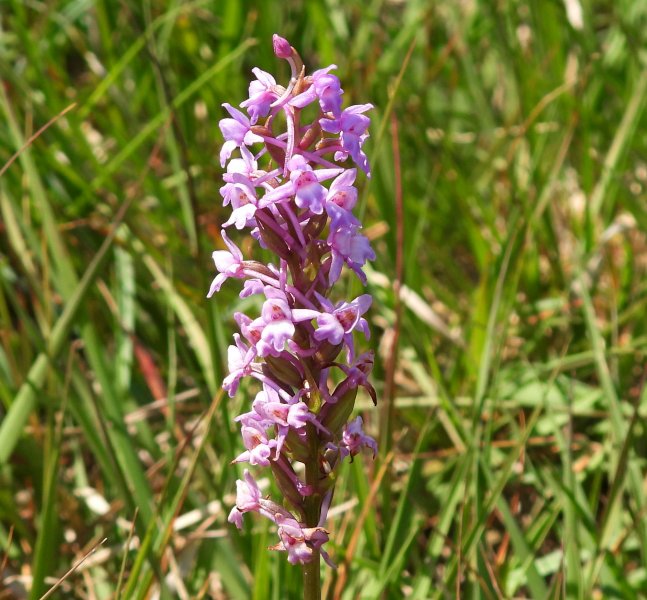 Heath Fragrant (3).JPG