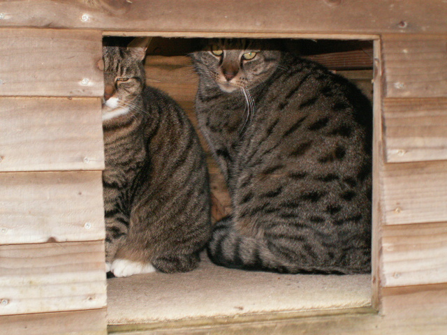 heavy downpour forced us so close.JPG