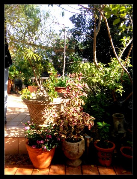 Hebe Coleus 15 Nov 20.jpg