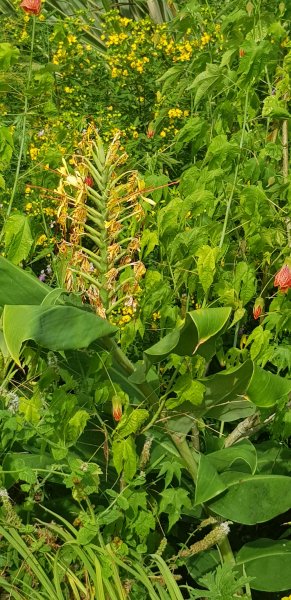 hed gard cassia and abutilon.jpg