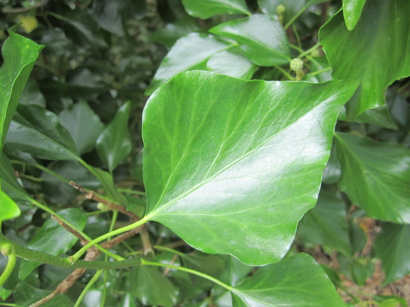 HEDERA  HELIX  IVY 20-Jul-12 3-44-46 PM.JPG