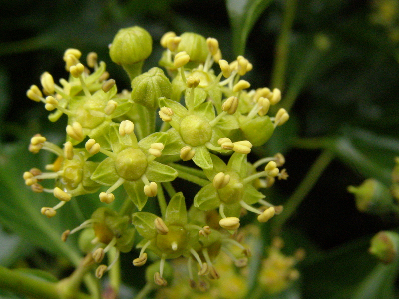 HEDERA  HELIX  IVY 29-Sep-07 9-31-48 AM.JPG