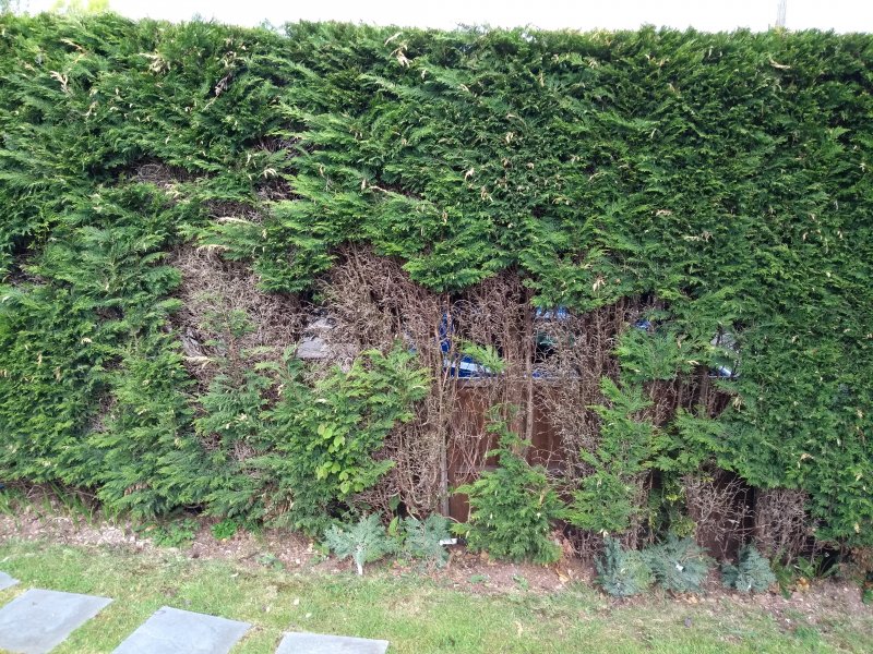 Hedge bare patch.jpg