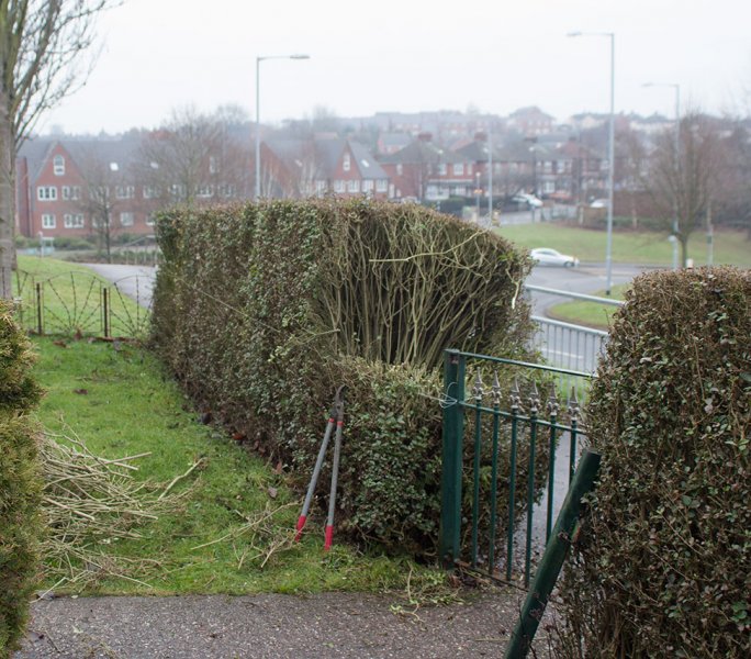 hedge-cutting.jpg