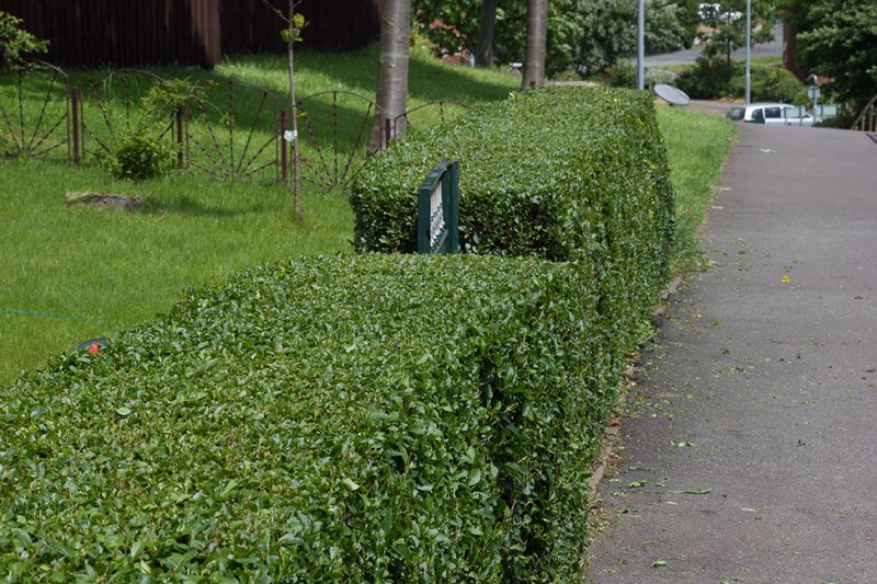 hedge.jpg